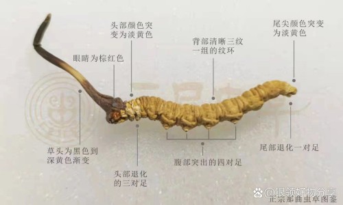 夏威夷贝的功效网-分享夏威夷贝的正确煮法，夏威夷贝的6种家常做法知识库